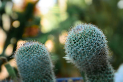 Close-up of succulent plant