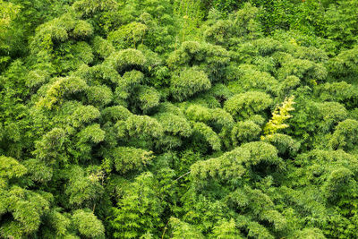 Scenic view of forest