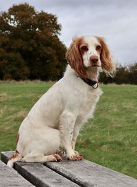 Portrait of dog sitting on field