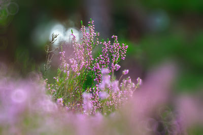 Close-up of water drops on plant