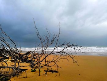 Bare tree by sea against sky