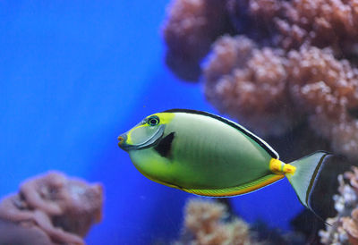 Close-up side view of naso tang fish in water