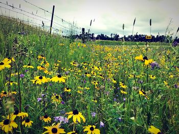 Yellow flowers blooming in field against sky