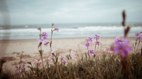 Close-up of purple flowering plants at beach against sky