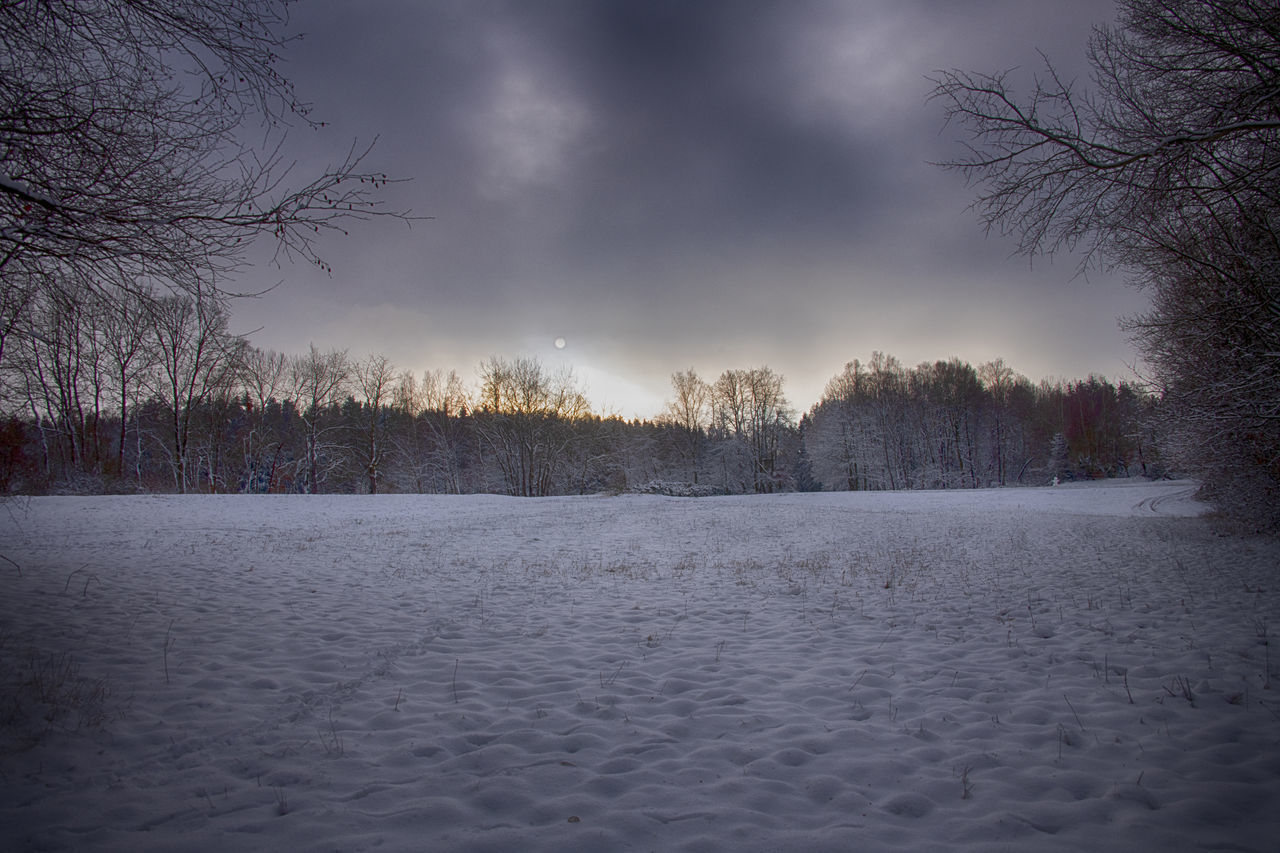 SNOW COVERED LAND AND TREES AGAINST SKY