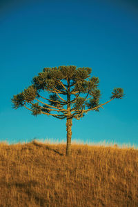 Pine trees on hilltop from rural lowlands covered by dry bushes near cambará do sul. brazil.