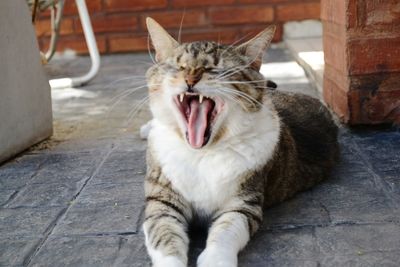 Close-up of cat yawning