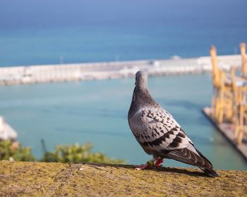 Bird perching on retaining wall against sea