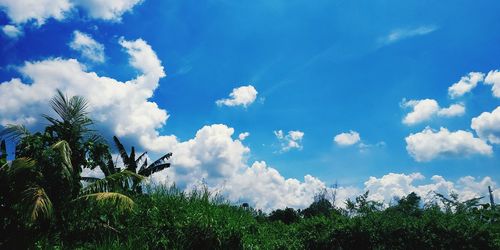 Low angle view of trees against sky