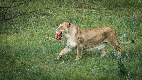 Lioness sitting on grassy field