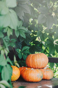 Autumn harvest. orange pumpkins in nature background. concept of thanksgiving day. autumn vegetables