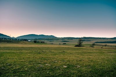 Scenic view of field against clear sky