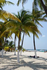 Palm trees on beach against sky