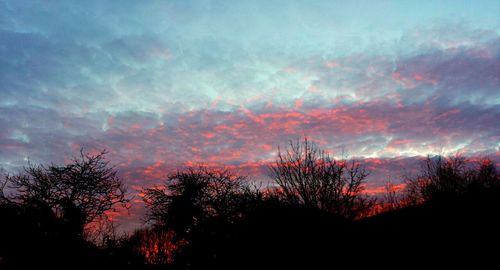 Silhouette of trees at sunset