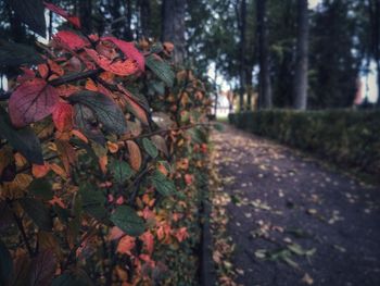 Close-up of maple leaves on tree