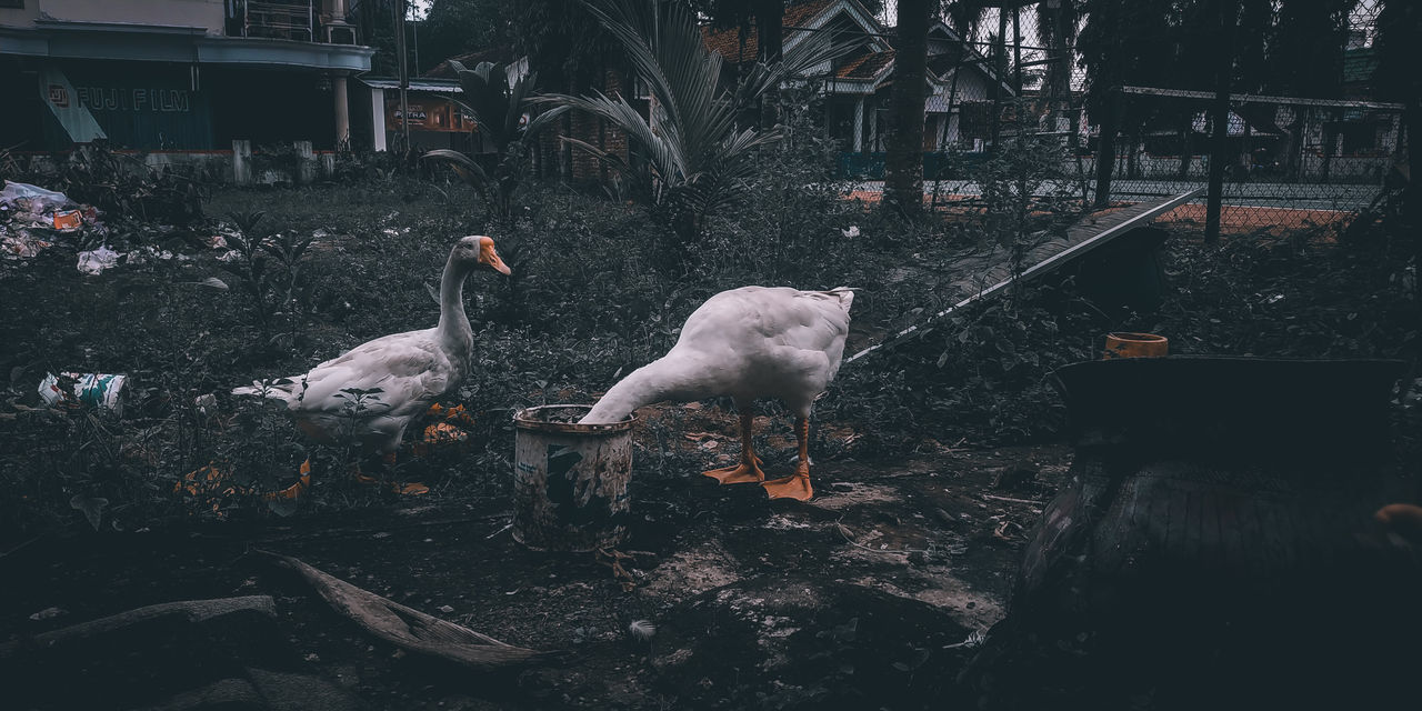 BIRDS IN WATER