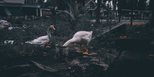 View of birds in water