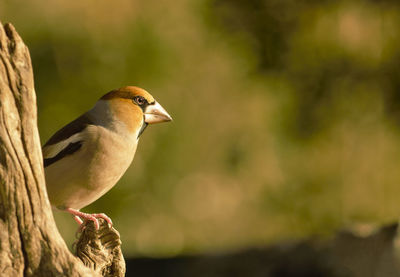 Close-up of bird perching on a tree