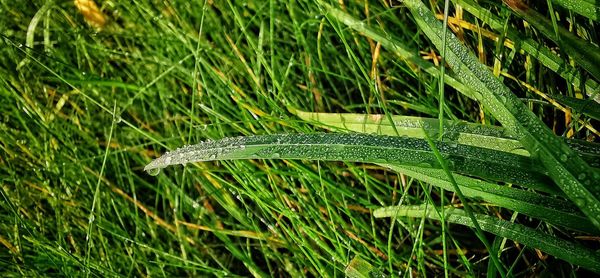 Close-up of lizard on grass