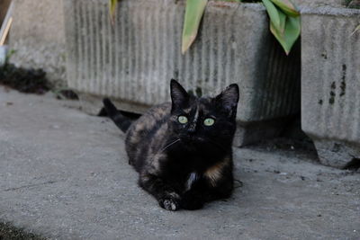 Portrait of black cat sitting outdoors