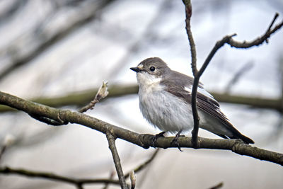 Low angle view of bird perching on branch