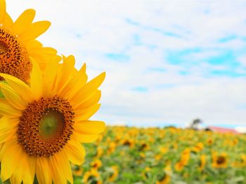 Close-up of yellow sunflower against sky