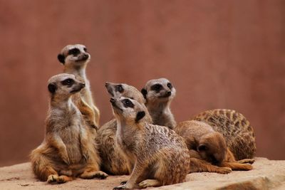 Sheep sitting on rock