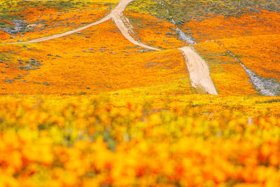Scenic view of field during autumn
