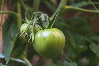 Close-up of fresh green tomato growing in garden