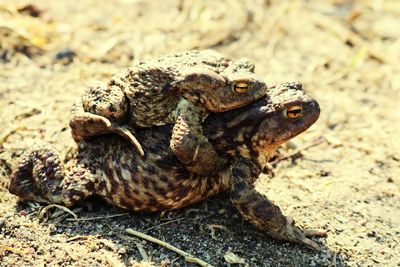 Close-up of lizard on land