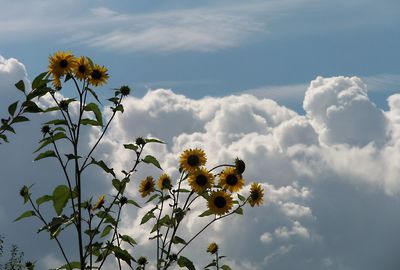 Low angle view of flowering plants against sky