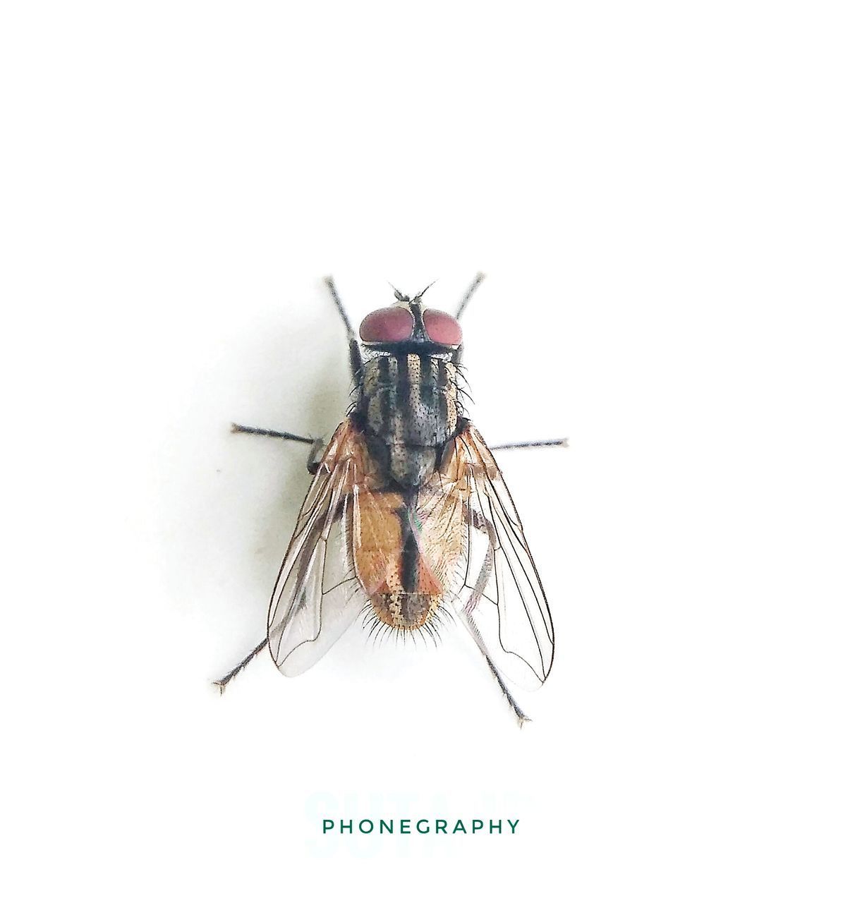 CLOSE-UP OF GRASSHOPPER OVER WHITE BACKGROUND