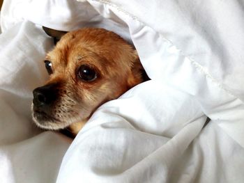 High angle view of dog lying on bed