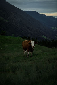 Cow grazing on field