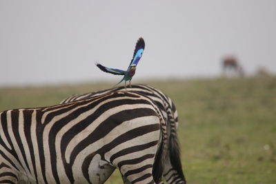 Close-up of zebra on field against sky