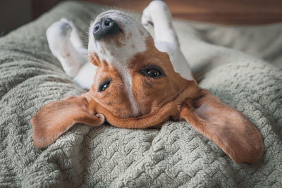 Close-up of a dog resting at home