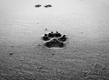 High angle view of crab on sand