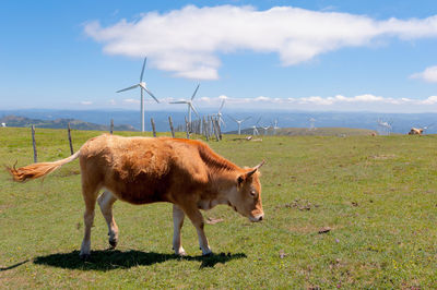 Horse on field against sky