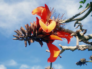 Close-up of flowers blooming against sky