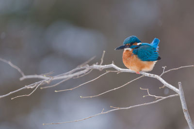 Low angle view of bird perching on branch