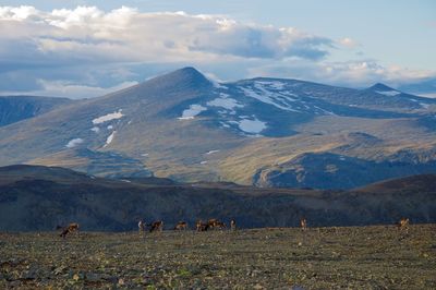Reindeers grazing on field against mountains