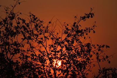 Low angle view of silhouette tree against orange sky