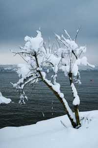 Snow covered plants against sky