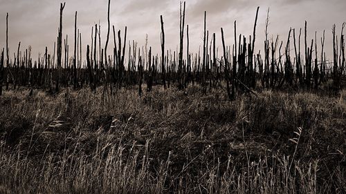 Plants growing in field