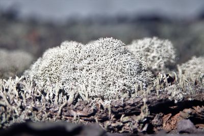 Close-up of snow on field during winter