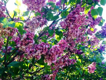 Close up of pink flowers blooming on tree