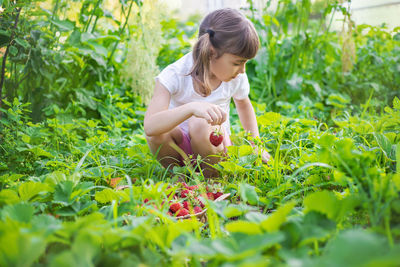 Cute girl with basket of strawberries while crouching in field