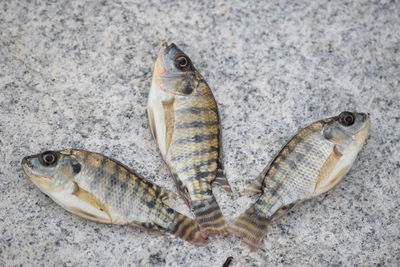 High angle view of dead fishes on table
