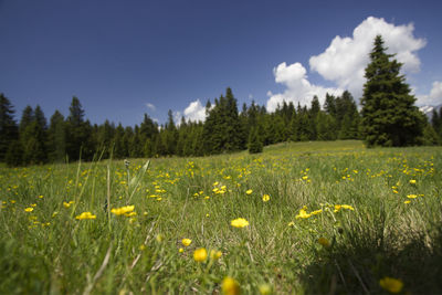 Scenic view of flowering trees on field against sky