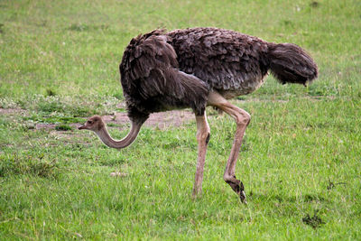 Side view of a bird on field